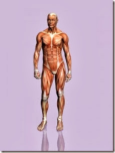 cuerpo-225x300 cuerpo-225x300