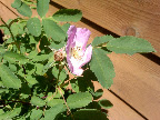 A beautiful smooth wild rose. A beautiful smooth wild rose.