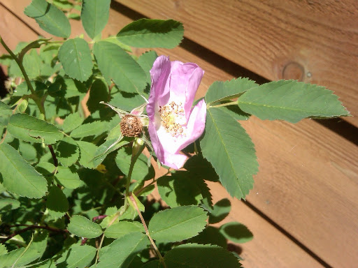 A beautiful smooth wild rose. A beautiful smooth wild rose.