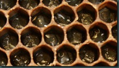 Graft Images
