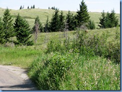 1318 Alberta Red Rock Parkway - Waterton Lakes National Park - a grizzly bear