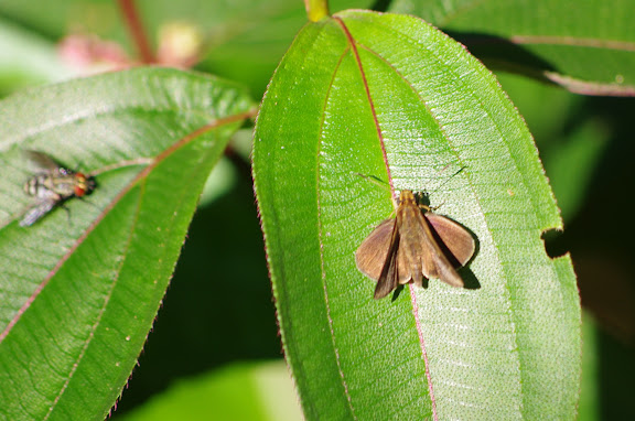 Hesperiidae : Cobalopsis sp. (?). Patawa (Montagne de Kaw), 24 octobre 2012. Photo : J.-M. Gayman