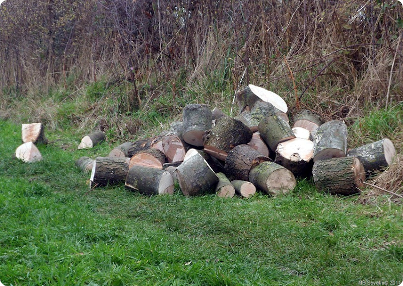 SAM_0001 Log Pile