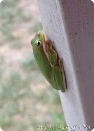 tree frog 3