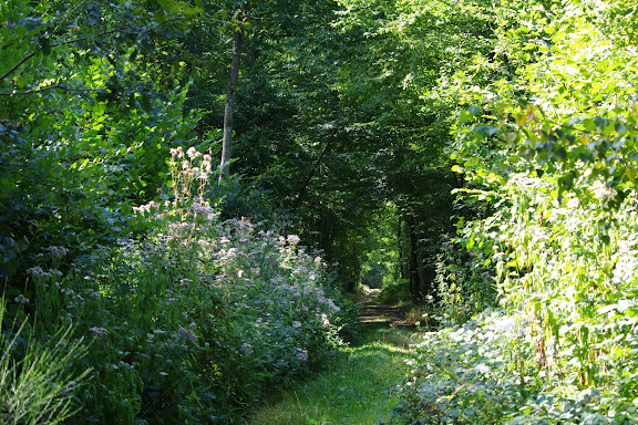 L'allée forestière, le 23 août 2012. Les Hautes-Lisières (Rouvres, 28). Photo : J.-M. Gayman