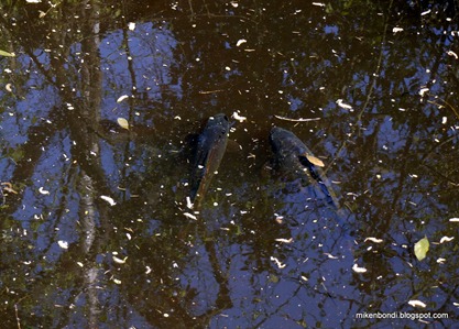 carp