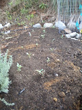 Street side beds of Broccoli