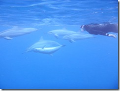 ハワイ島イルカ ハワイ島イルカ