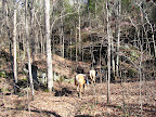 trail 486