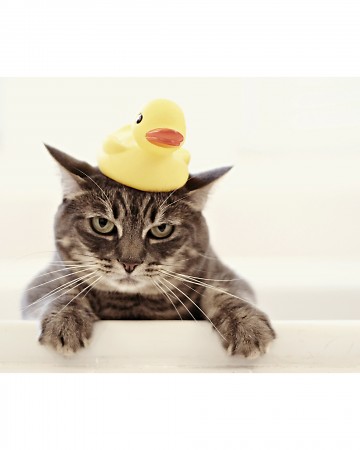A paddling of ducks. A kindle of kittens...or rather, 'one not-so-amused-kitten with a duck on her head...' A paddling of ducks. A kindle of kittens...or rather, 'one not-so-amused-kitten with a duck on her head...'