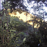 Sunlight in the forest of Poco Ngandonalu (Daniel Quinn, August 2010)