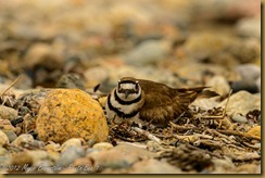 Killdeer