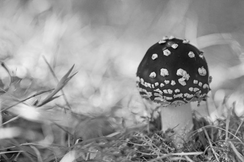 Fly-Agaric-9