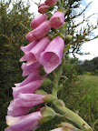 Flowers by the side of the road