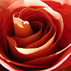 Rose3_1172 Poster Edges.jpg