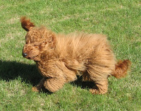 Red Labradoodle, Sire Sailor,<br />
father to Tennison & Elenora