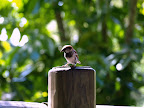 Jio jio jio... little little birdy...