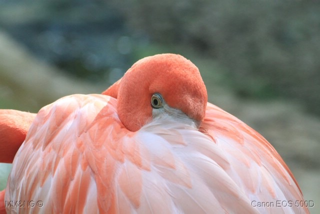 [206_Flamingo_das_Caraibas_phoenicopt%255B1%255D.jpg]