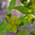 Spotted St. John's wort