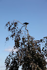 They also say that crows are great with facial recognition.  I guess we can consider them to be our friends, since they seem to live here at the farm.