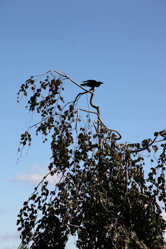 They also say that crows are great with facial recognition.  I guess we can consider them to be our friends, since they seem to live here at the farm.