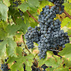 IMG_5449_vigna e uva_bassa.jpg