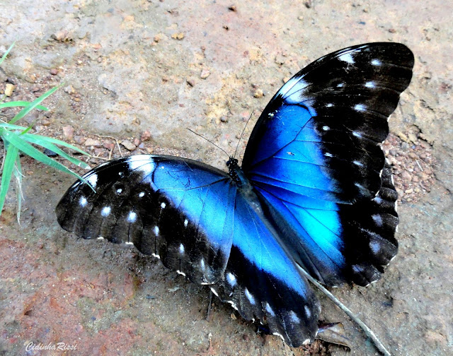 Morpho (Grasseia) menelaus coeruleus (PERRY, 1810), femelle. Colider (Mato Grosso, Brésil), avril 2011. Photo : Cidinha Rissi