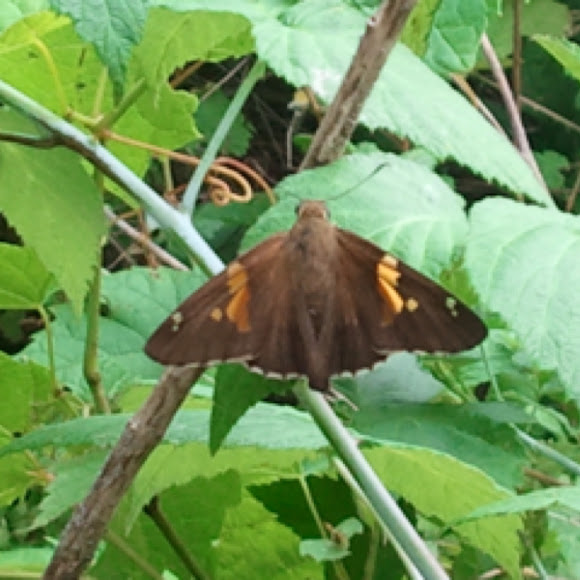 Spotting Image 1
