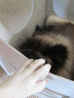Bartok, why did you have to go and get your hair all over our stuff?