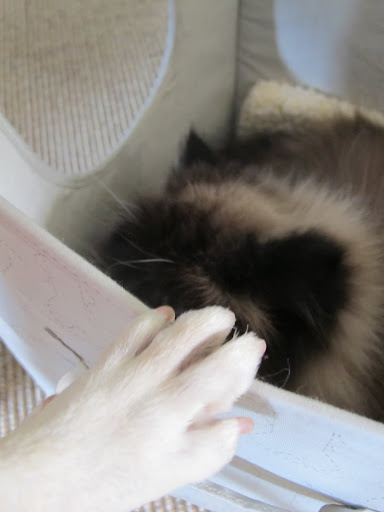 Bartok, why did you have to go and get your hair all over our stuff?