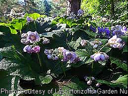 [deinanthe%2520caerulea%255B12%255D.jpg]