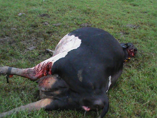 [tsitsikamma%2520cattle%2520mutilations%2520Bakkes%2520Farm%2520April%25207%25202012%255B4%255D.jpg]