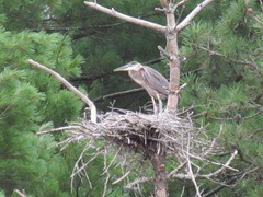 great blue heron in nest3. 7.25.2013