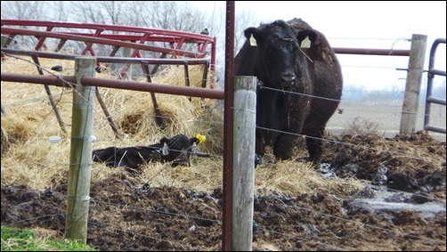 cow and calf hanging out