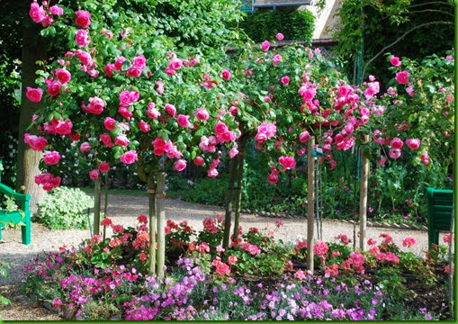 Rosa Centenaire de Lourdes