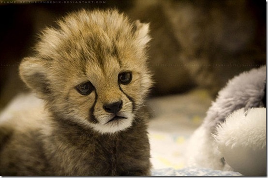 animals-worried-face-2