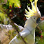 White Crusted Cockatoo - Katoomba, Australia