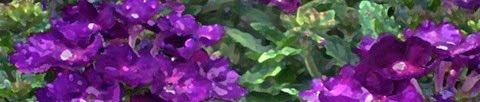 cropped-cropped-purpleflowers41[1]
