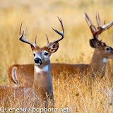 Two bucks become accustomed to new headgear, having just shed their velvet in early September.