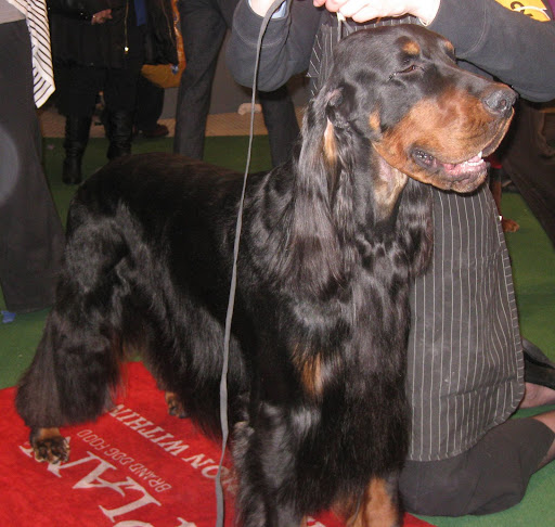 Gordon Setter
