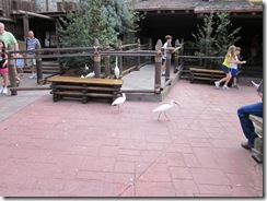 IMG_1352 IMG_1352