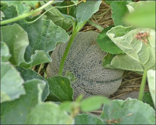 cantaloupe cantaloupe