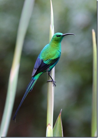 malachite_sunbird