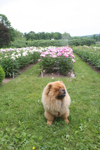 OMG there's nothing like the heady bouquet of peonies!  I could just sit here all day and soak it in.