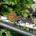 Nymphalidae%25252c%252520junonia%252520iphita%25252c%252520chocolate%252520pansy