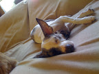 Some rest and time to adjust are among the most important things a foster home can provide, especially for animals whose time is up at a shelter and who may be a little shaken by the experience.