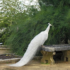 Jardim Bot&Atilde;&cent;nico da Ajuda