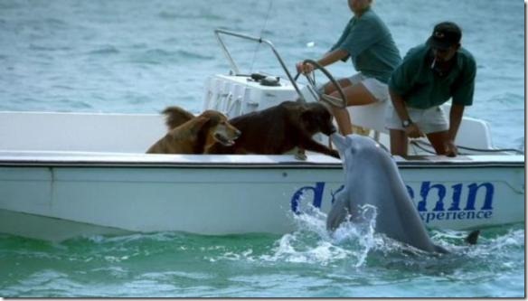 animales (9) animales (9)