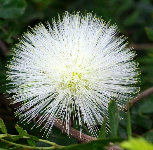 [Calliandra%2520haematocephala%255B4%255D.jpg]