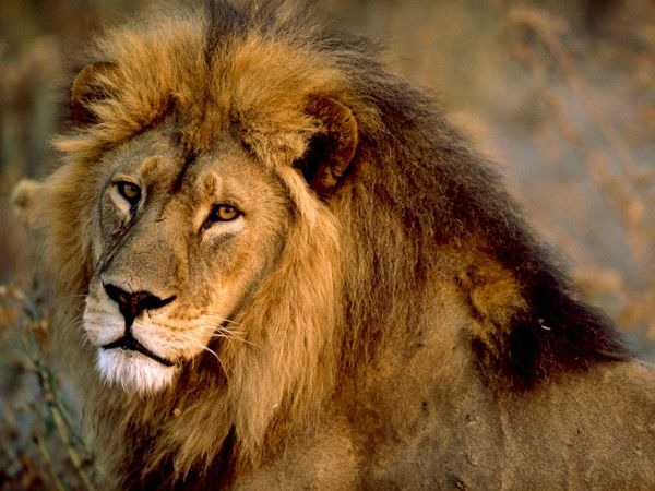 [african-lion-male_436_600x450%255B3%255D.jpg]